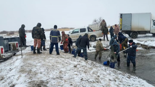 В Атырауской области спасено 3,2 млн штук молоди рыбы на водоканале Баксай