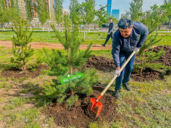 Сотрудники Минэкологии посадили 259 кустов сосны